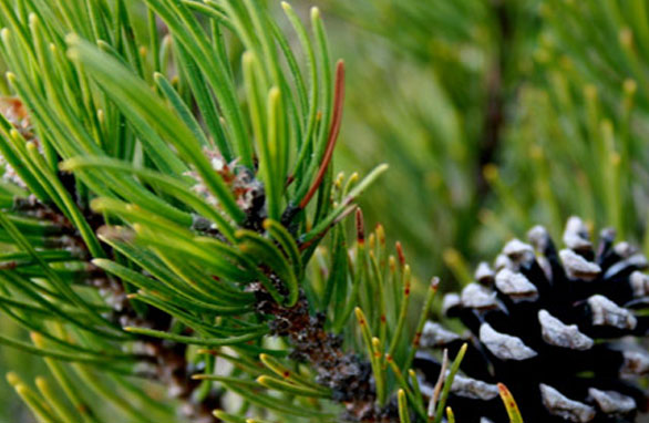 Latschenölbrennerei Mack (pine oil distillery) - 3 km